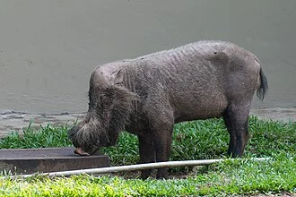 A wild Bornean Bearded Pig wandering through the Bako National Park reception centre, Sarawak, Borneo, Malaysia