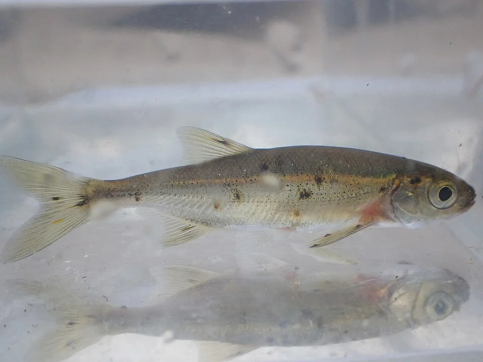 Redside Shiner (Richardsonius balteatus)