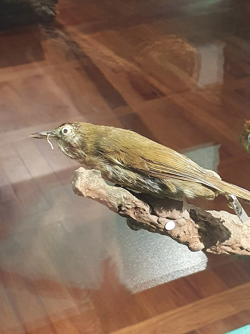 A museum specimen from the Philippine Museum of Natural History