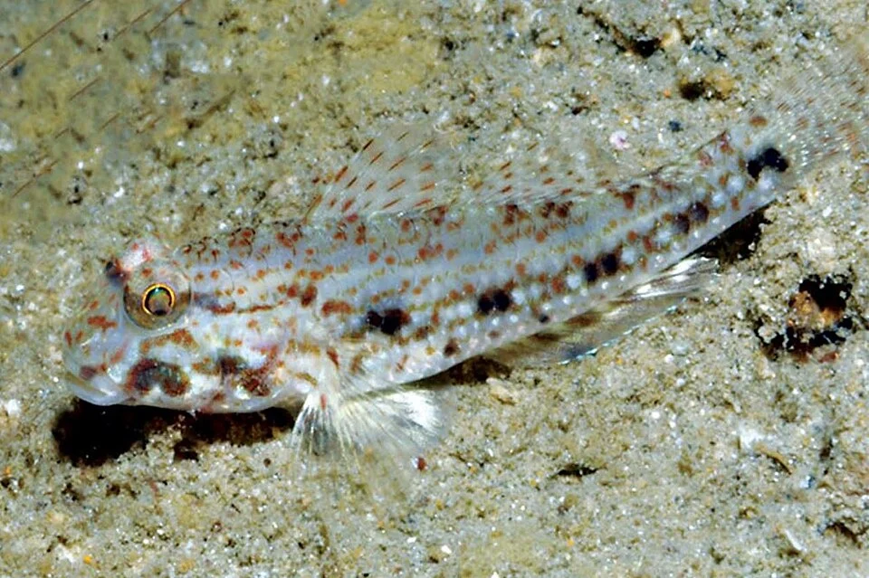 Wilbur's Goby, Macrodontogobius wilburi, in Milne Bay, Papua New Guinea