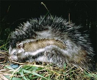 Lophiomys imhausi, Maned Rat