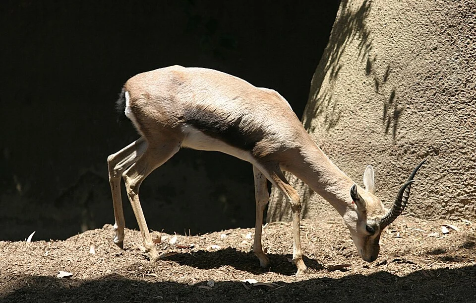A Speke's Gazelle at the San Diego Zoo in San Diego, California, USA.