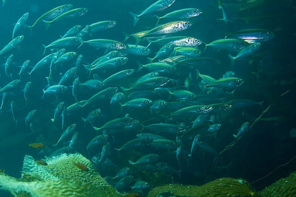 School of Pacific Jack Mackerel (Trachurus symmetricus).  Taken at Santa Catalina Island, California.