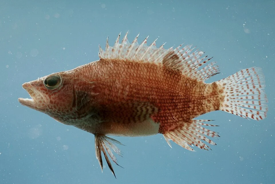 Belted sandfish ( Serranus subligarius ). Gulf of Mexico.