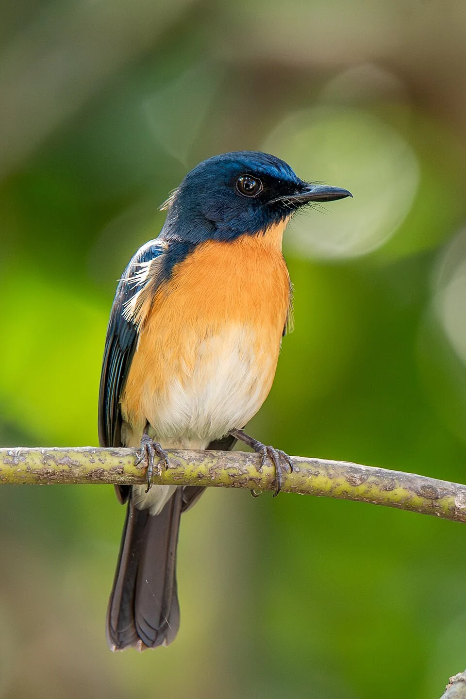 Mangrove blue flycatcher (Cyornis rufigastra). A species of bird in the family Muscicapidae. Its natural habitat is subtropical or tropical mangrove forests.