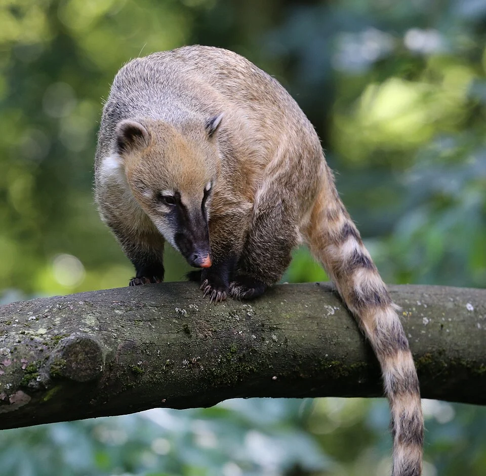 Nasenbär, Nasua nasua, Zoo Augsburg