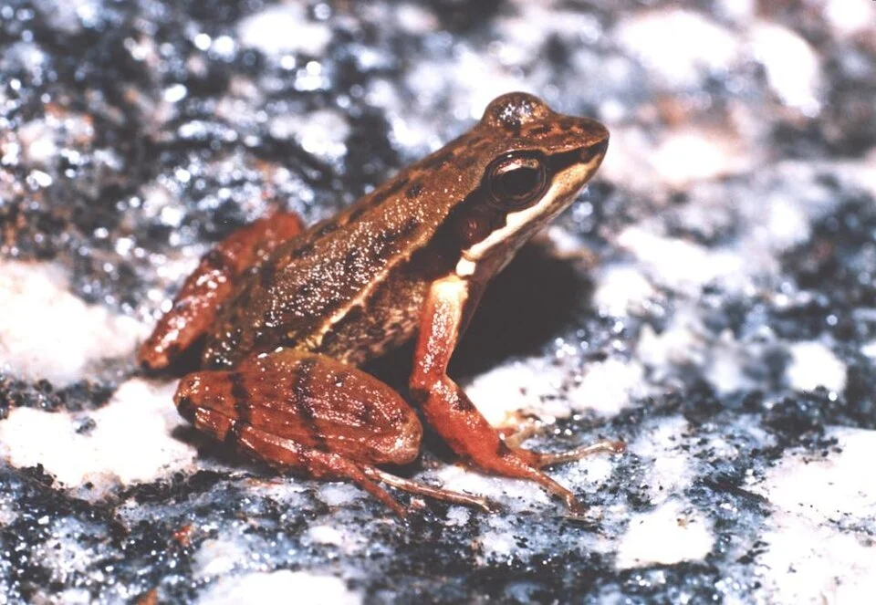 Hylodes phyllodes
