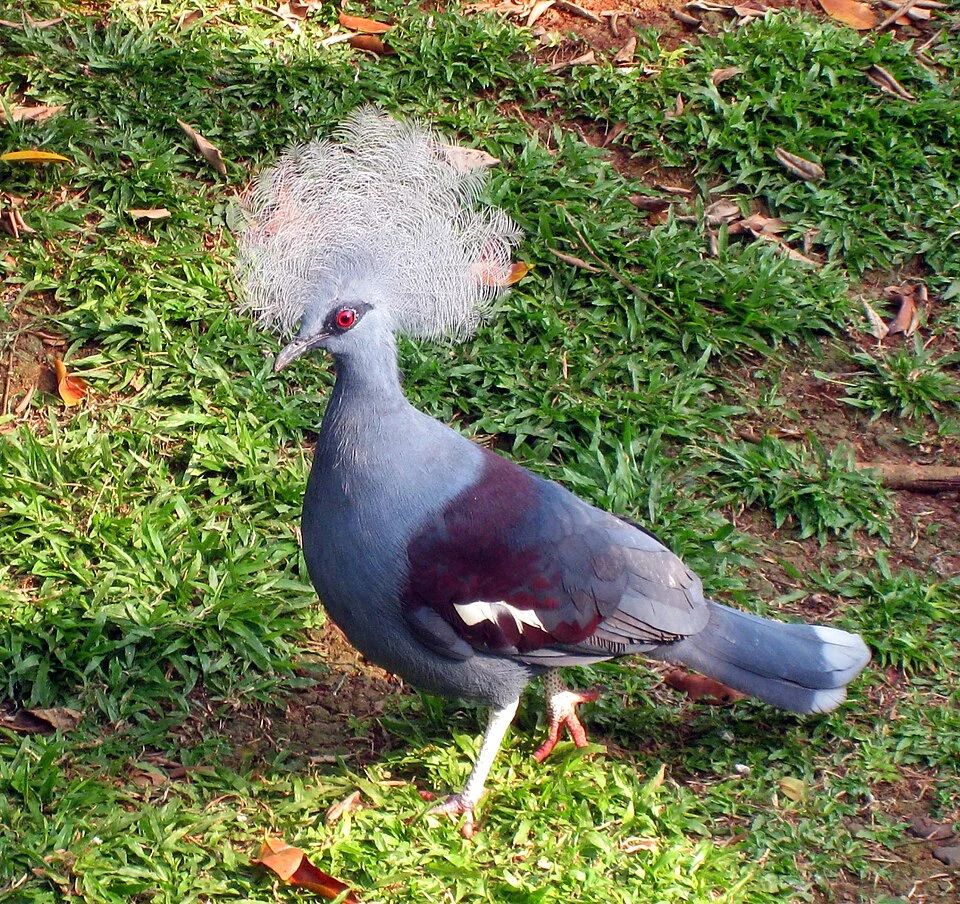 Western Crowned Pigeon (Goura cristata) from Western New Guinea island in Eastern Indonesia Dome of Taman Mini Indonesia Indah Birdpark, Jakarta, Indonesia.