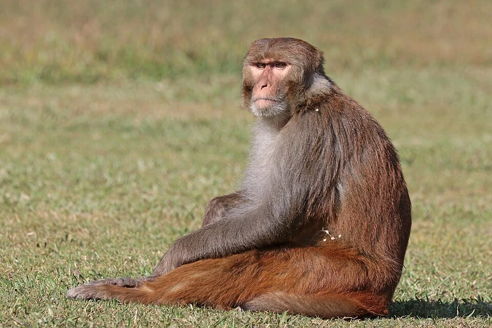 Rhesus macaque (Macaca mulatta mulatta), male, Gokarna Forest, Near Kathmandu, Nepal