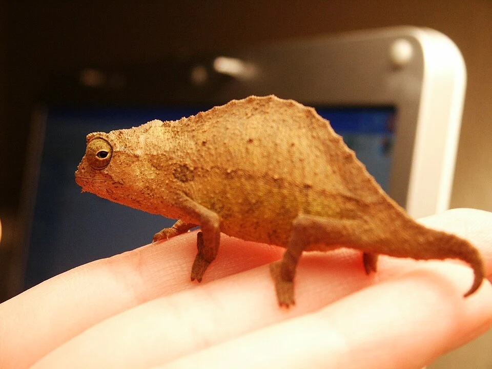 Species: Rhampholeon brevicaudatus
From Wiki:en, originally created and uploaded by [user:Fender 01]

Original tag: {PD-self}