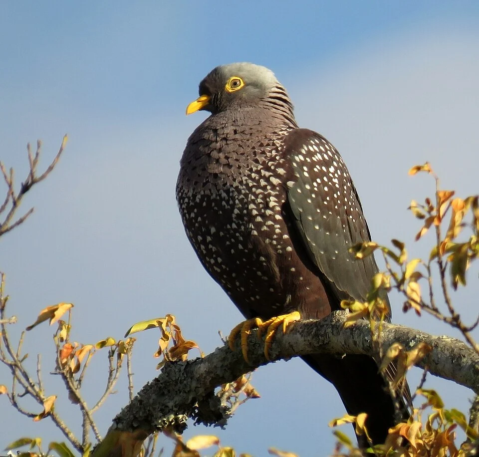 African Olive Pigeon (Columba arquatrix), Addo Elephant National Park, South Africa