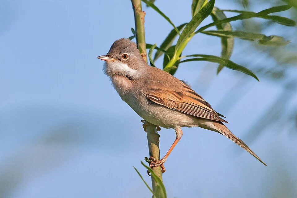 Common_Whitethroat, Niederweimar, Germany