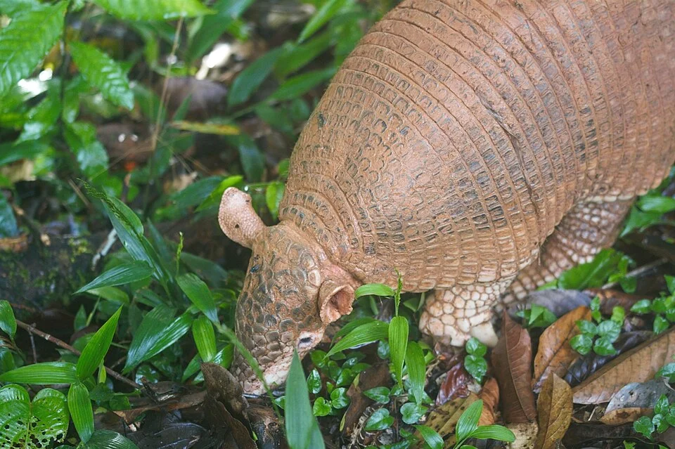 Giant armadillo (Priodontes maximus) observed at Nouragues Nature Reserve, Régina.