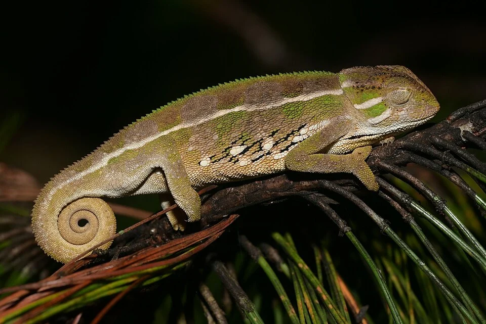 Ilolo Chameleon (Trioceros goetzei)