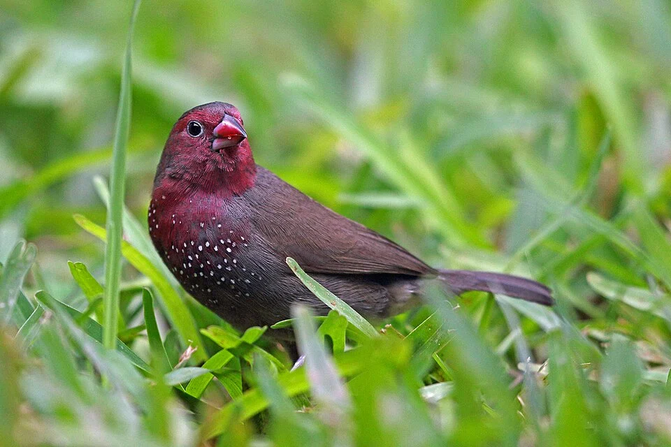 Male