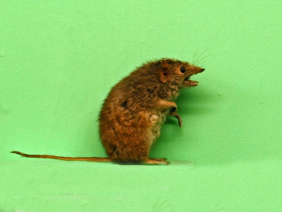 Antechinus minimus from Tasmania. Stuffed specimen