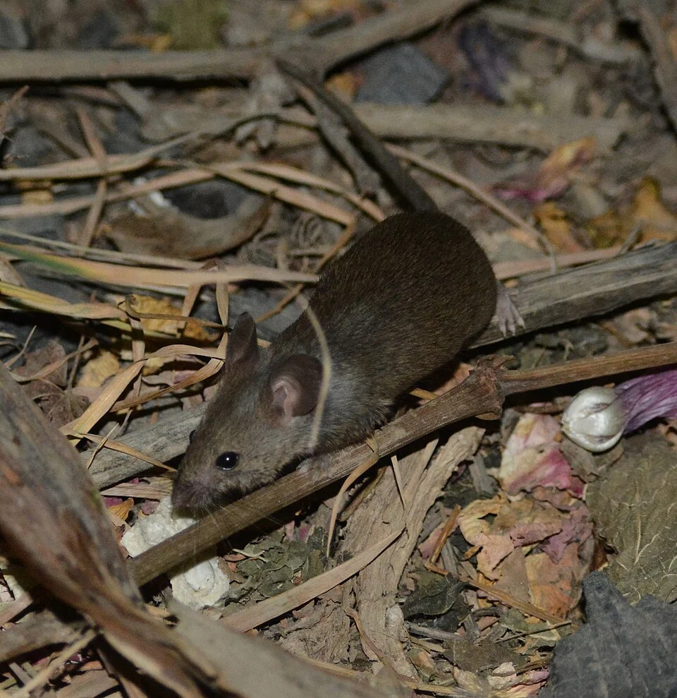 Balkan Short-tailed Mouse (Mus macedonicus) in Iran
