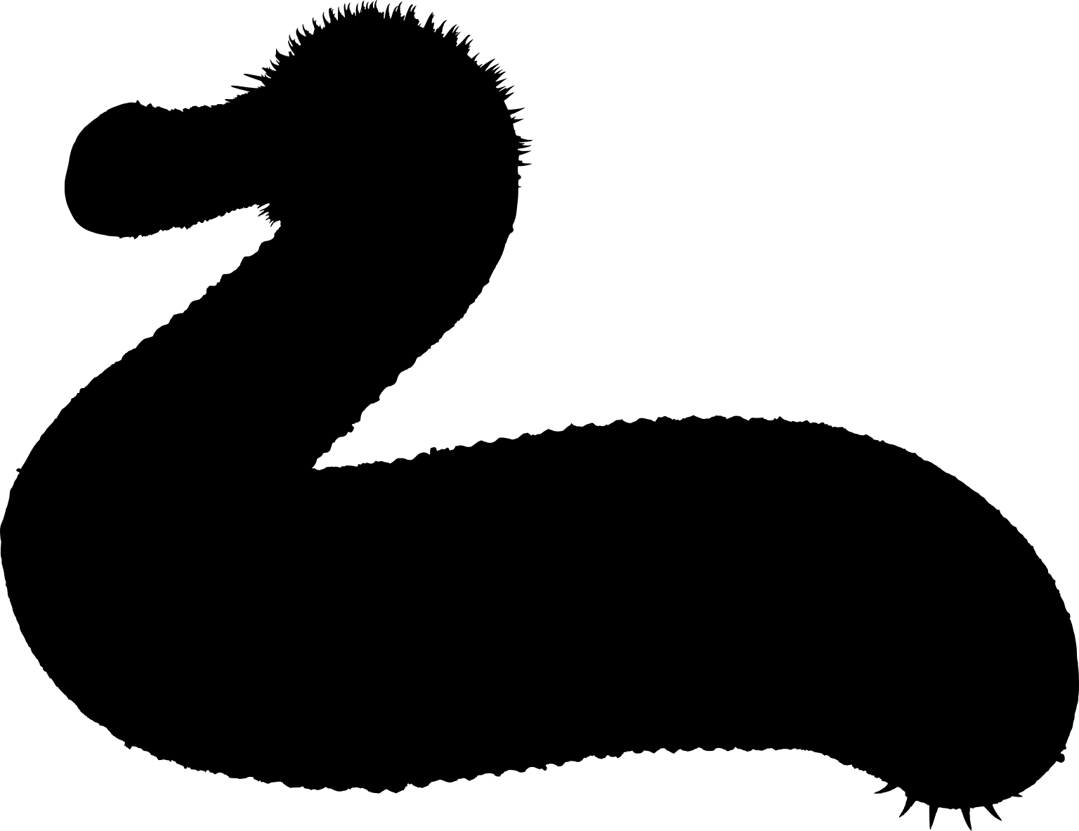 A black reconstructed silhouette of a curved worm with spines around its protruding front region.