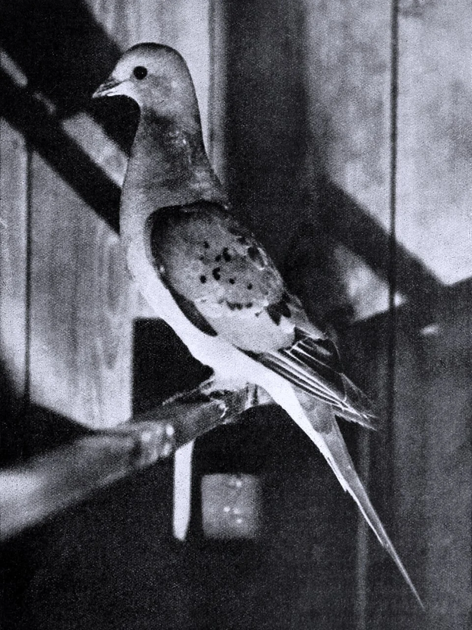 Identifier: birdlore151913nati (find matches)
Title: Bird lore
Year: 1899 (1890s)
Authors:  National Committee of the Audubon Societies of America National Association of Audubon Societies for the Protection of Wild Birds and Animals National Audubon Society
Subjects:  Birds Birds Ornithology
Publisher:  New York City : Macmillan Co.
Contributing Library:  Smithsonian Institution Libraries
Digitizing Sponsor:  Biodiversity Heritage Library

View Book Page: Book Viewer
About This Book: Catalog Entry
View All Images: All Images From Book
Click here to view book online to see this illustration in