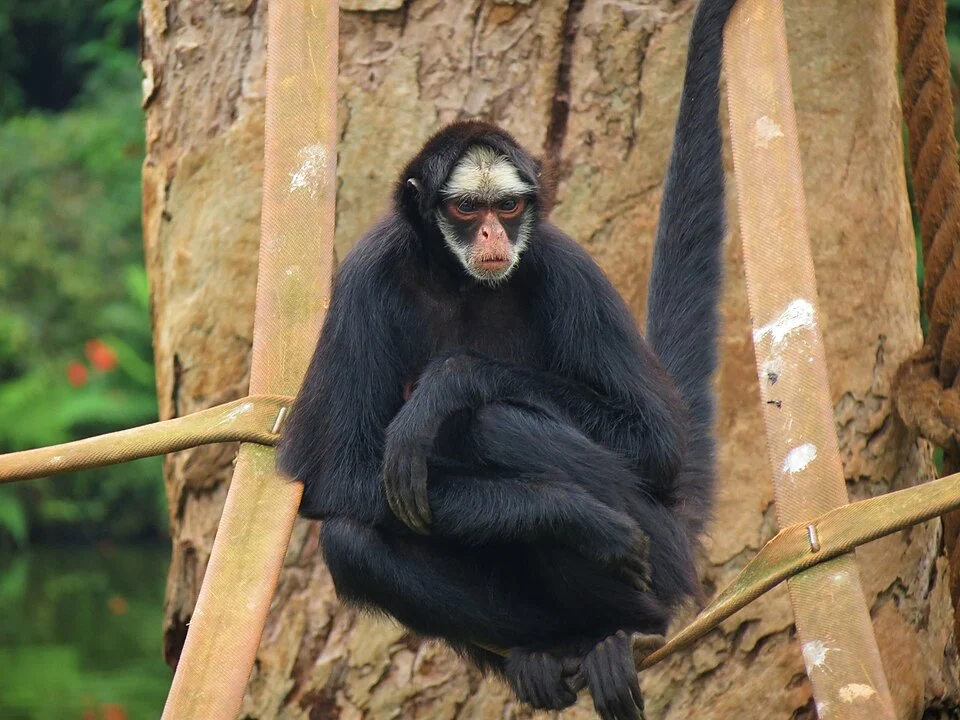 White-cheeked spider monkey (Ateles marginatus) in Sorocaba Zoo.