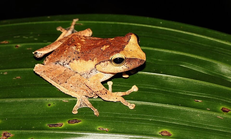 Pseudophilautus reticulatus is an endemic frog found Sri Lanka.