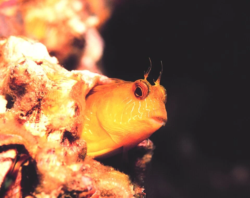 A Seaweed Blenny. Flower Garden Banks National Marine Sanctuary. Gulf of Mexico.