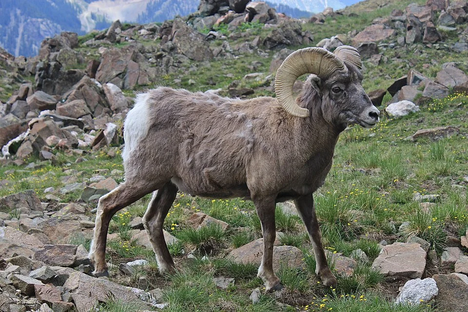 This Bighorn was seen just below the summit of Mt. Wheeler in New Mexico.