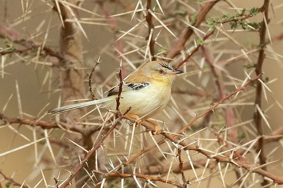 Cricket longtail (Spiloptila clamans) at Western Sahara of Morocco