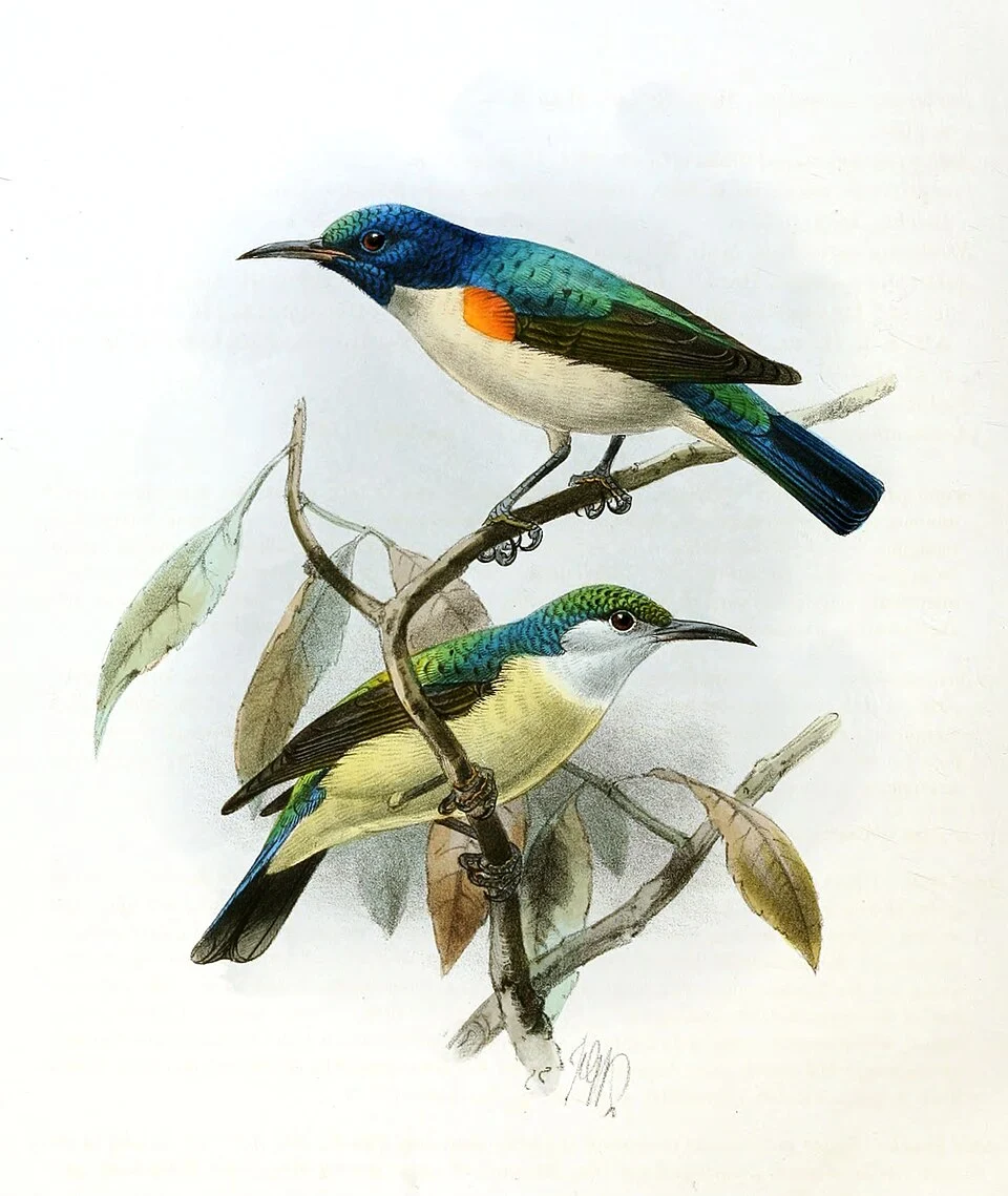 Anthreptes aurantium