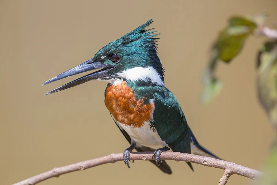 A male Amazon Kingfisher at the Iberá Wetlands in Corrientes Province of Argentina