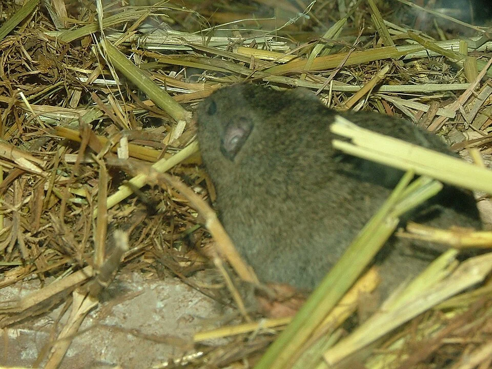 A Levant vole (Microtus guentheri) at the Jerusalem Biblical Zoo.