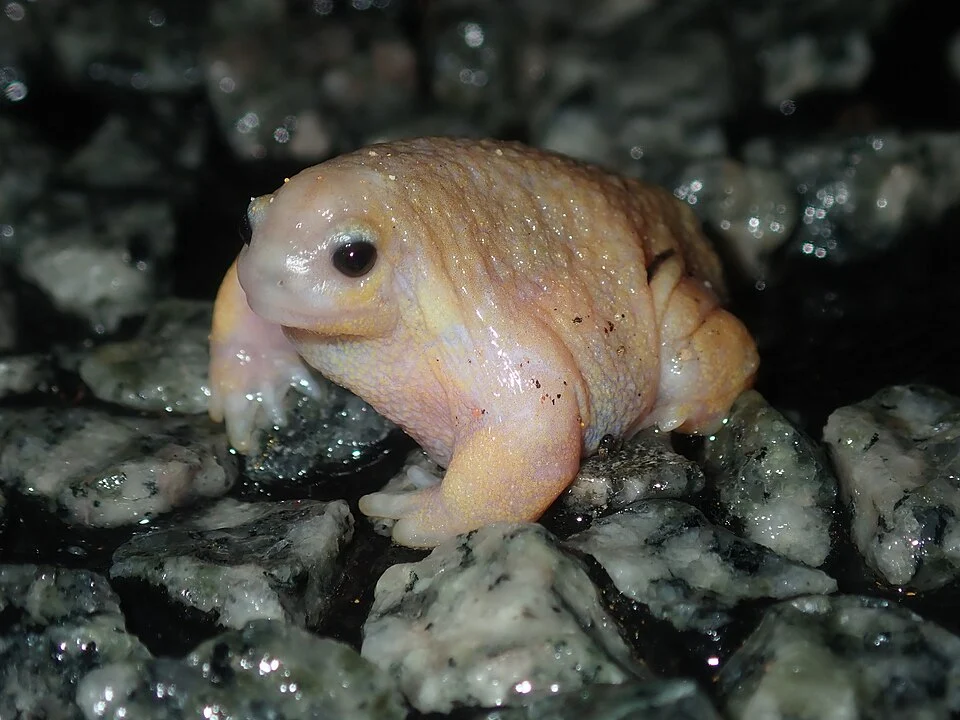 Turtle Frog (Myobatrachus gouldii)