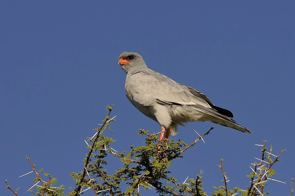 Pale Chanting Goshawk (Melierax canorus), Etosha