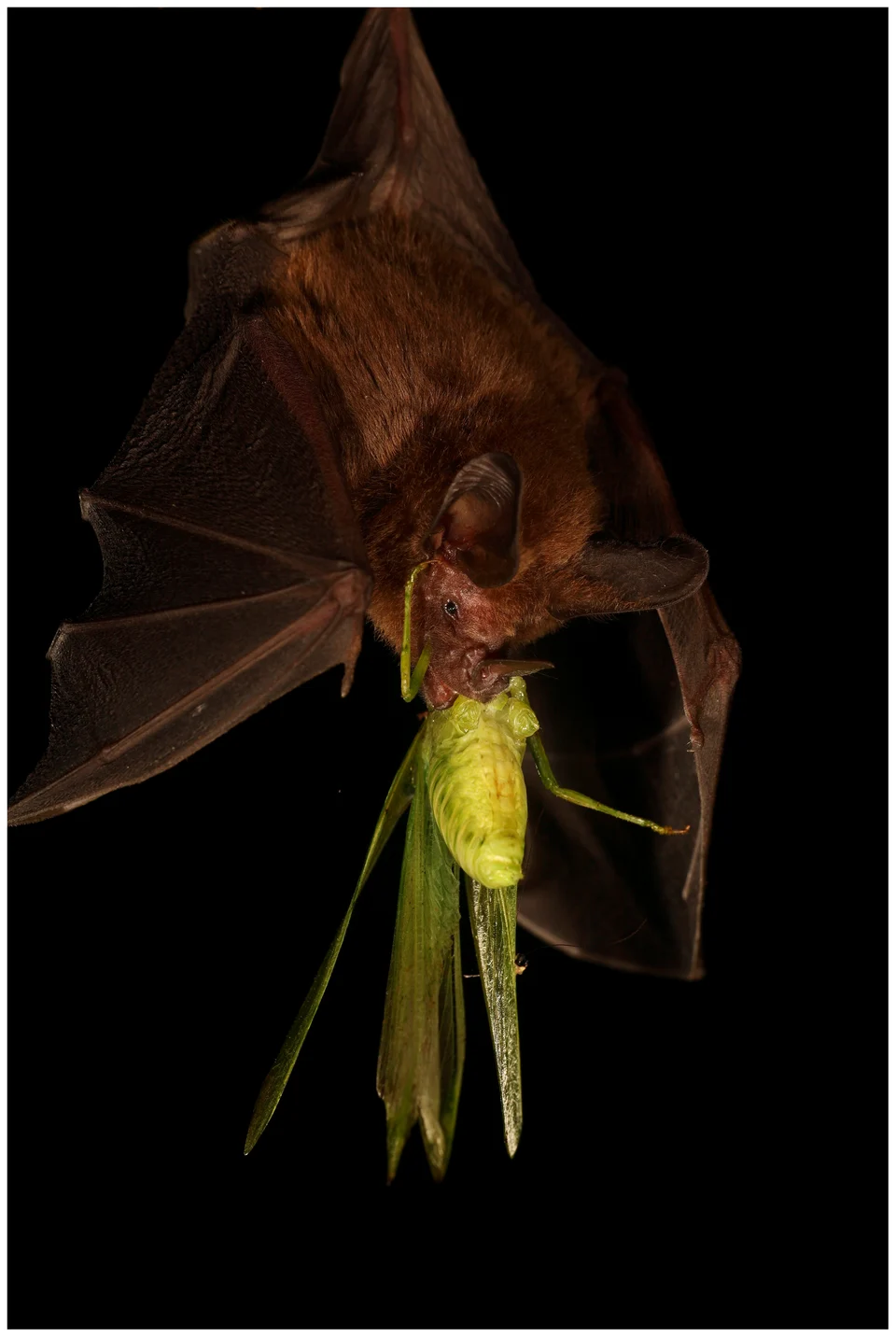 Micronycteris microtis consuming a katydid. This image illustrates the relatively large size of some prey items included in the diet of this bat (Photo by Christian Ziegler).
doi:10.1371/journal.pone.0028584.g001.