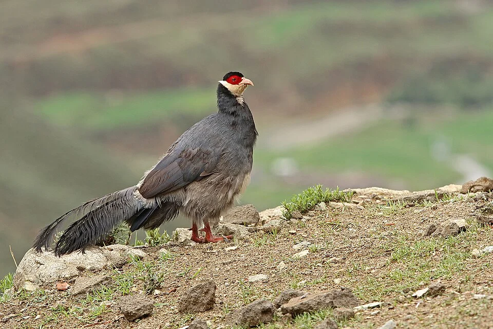 Tibetan eared-pheasant (Crossoptilon harmani) southwest of Lhasa. Photo by James Eaton. Original iNaturalist observation here: https://www.inaturalist.org/observations/207907624