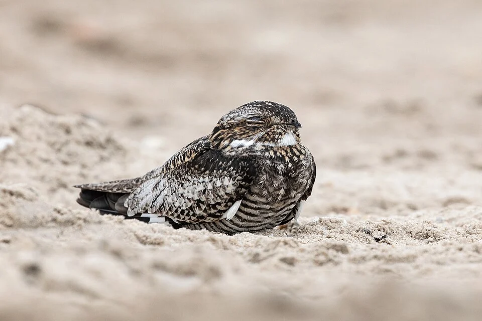 A Lesser Nighthawk sleeping on the beach at South Padre Island.
