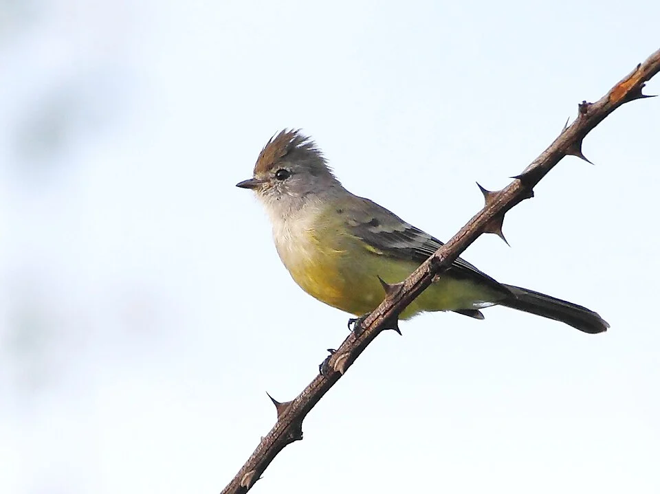 Southern Scrub-Flycatcher; Potengi, Ceará, Brazil