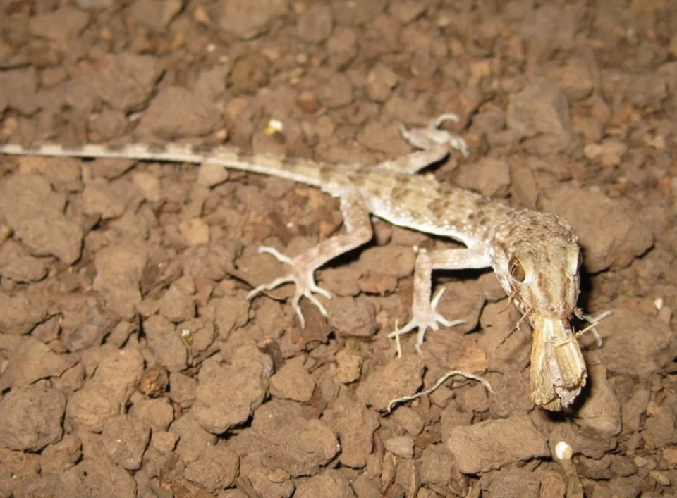 Tenuidactylus caspius with prey at midnight in Sari, Iran