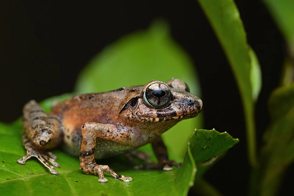 Pseudophilautus lunatus from Sri Lanka