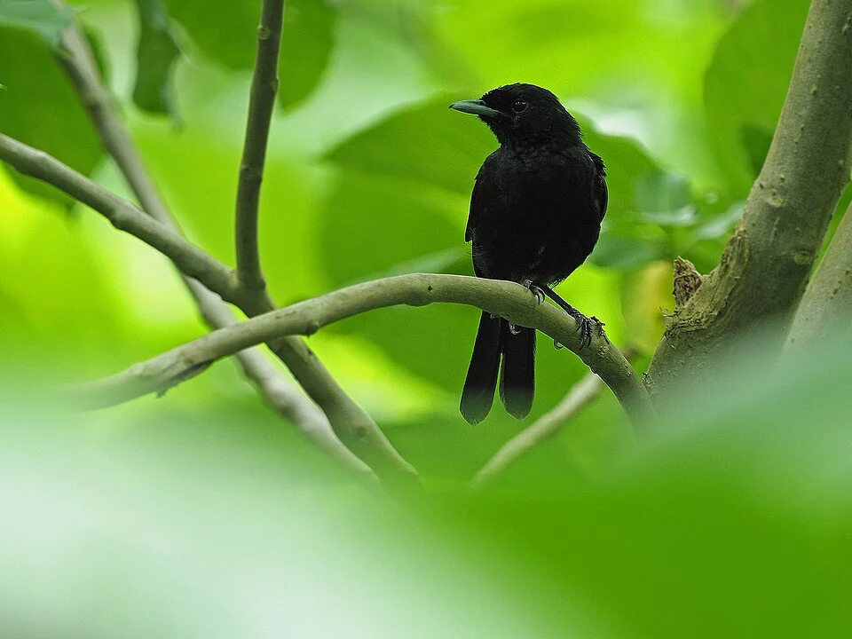 Pomarea mendozae, 2019-09-26 (iNaturalist).