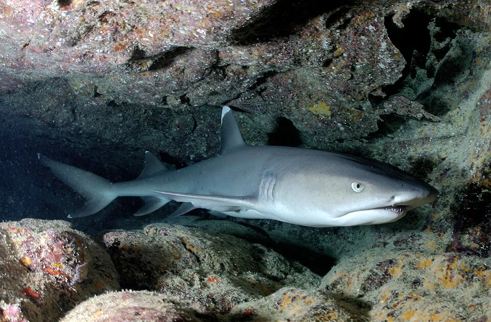 Triaenodon obesus