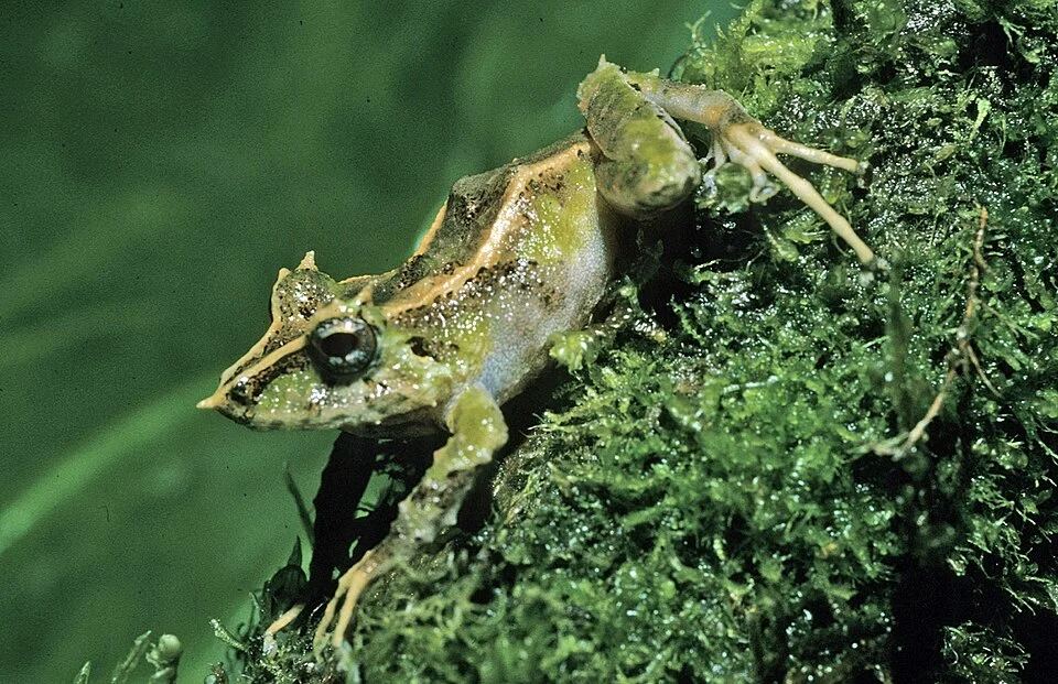 Pristimantis appendiculatus