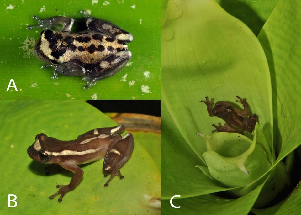 Dendropsophus bromeliaceus sp. nov. in life.
(A) froglet (MNRJ 85855), and (B and C) male paratopotype (MBML 7712).

https://doi.org/10.1371/journal.pone.0142893.g003