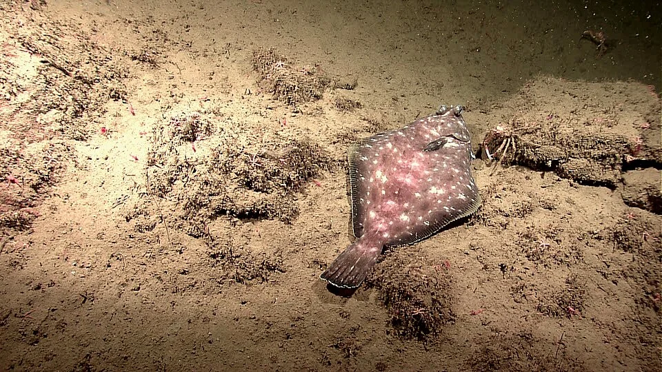Spotted turbot (Pleuronichthys ritteri)

   Image ID: expl2926, Voyage To Inner Space - Exploring the Seas With NOAA Collect
   Location: California, Channel Islands, Santa Cruz Is. area
   Photo Date: 2011 April 22

    Credit: NOAA Okeanos Explorer Program