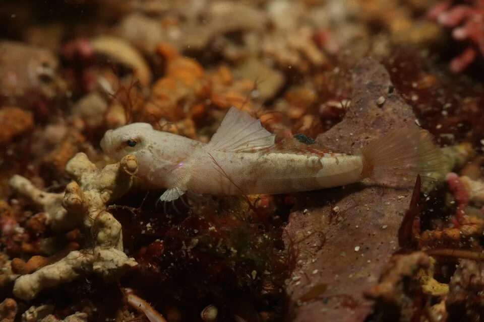 Lebetus guilleti, adult male, Finistère, Bretagne, FR