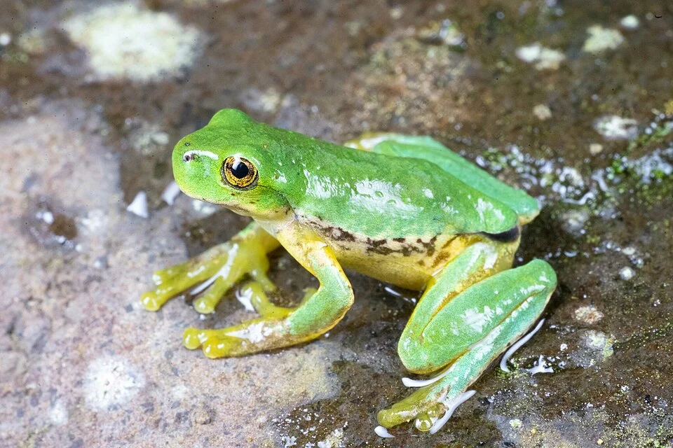 Photo of Pico Blanco Tree Frog uploaded from iNaturalist.