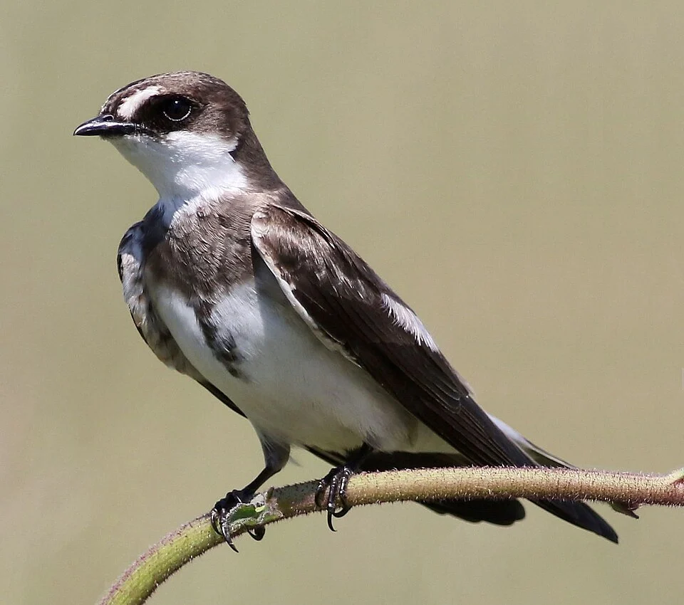 Banded martin, or banded sand martin, Riparia cincta, at Rietvlei Nature Reserve, Gauteng, South Africa