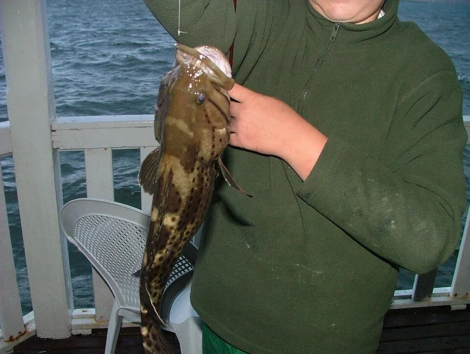 Catface Grouper Epinephelus andersoni