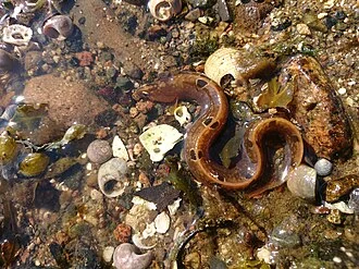Rock gunnel Philus gunnellus