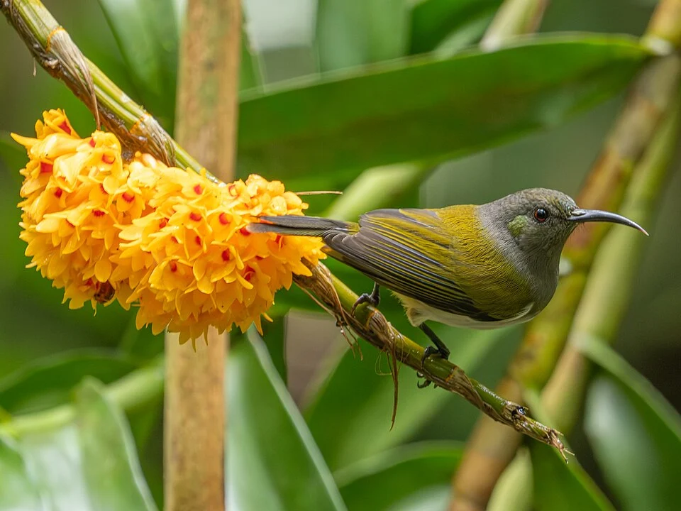 Gray-hooded Sunbird seen in Bukindon. Photograph by Cheta Chua.